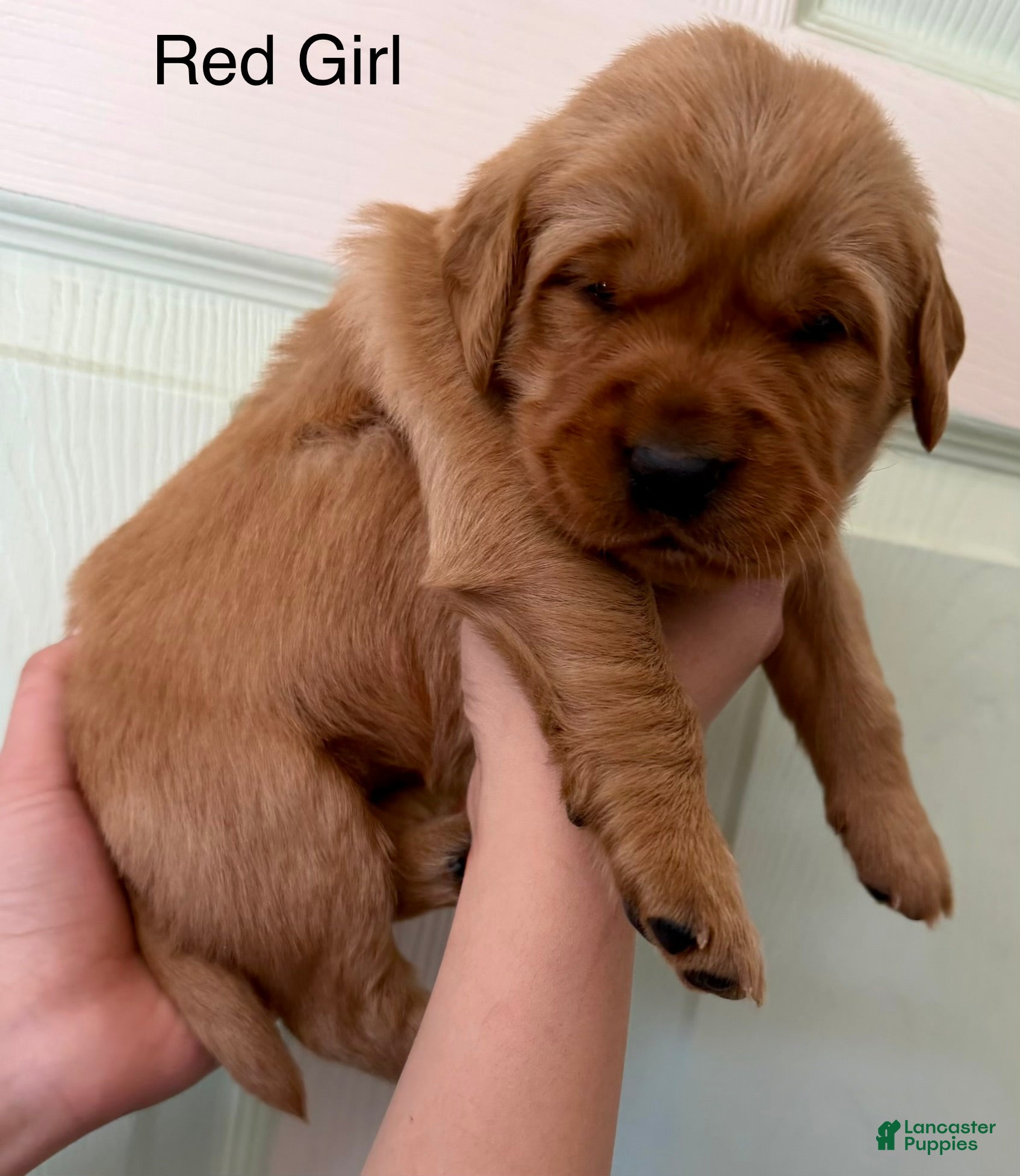 Golden Retriever dogs Red Girl  - Ad 6