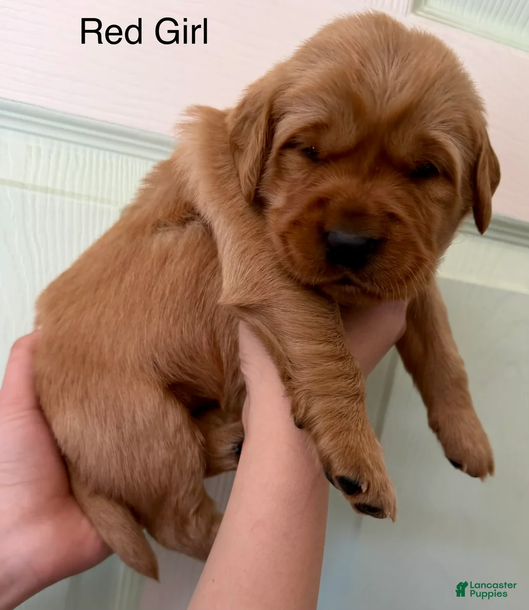 Golden Retriever dogs for sale: Red Girl  - Ad 1
