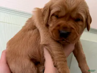 Golden Retriever dogs Red Girl - Ad 6