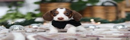 Miniature Dachshund dogs for sale: Jaxon - Ad 2