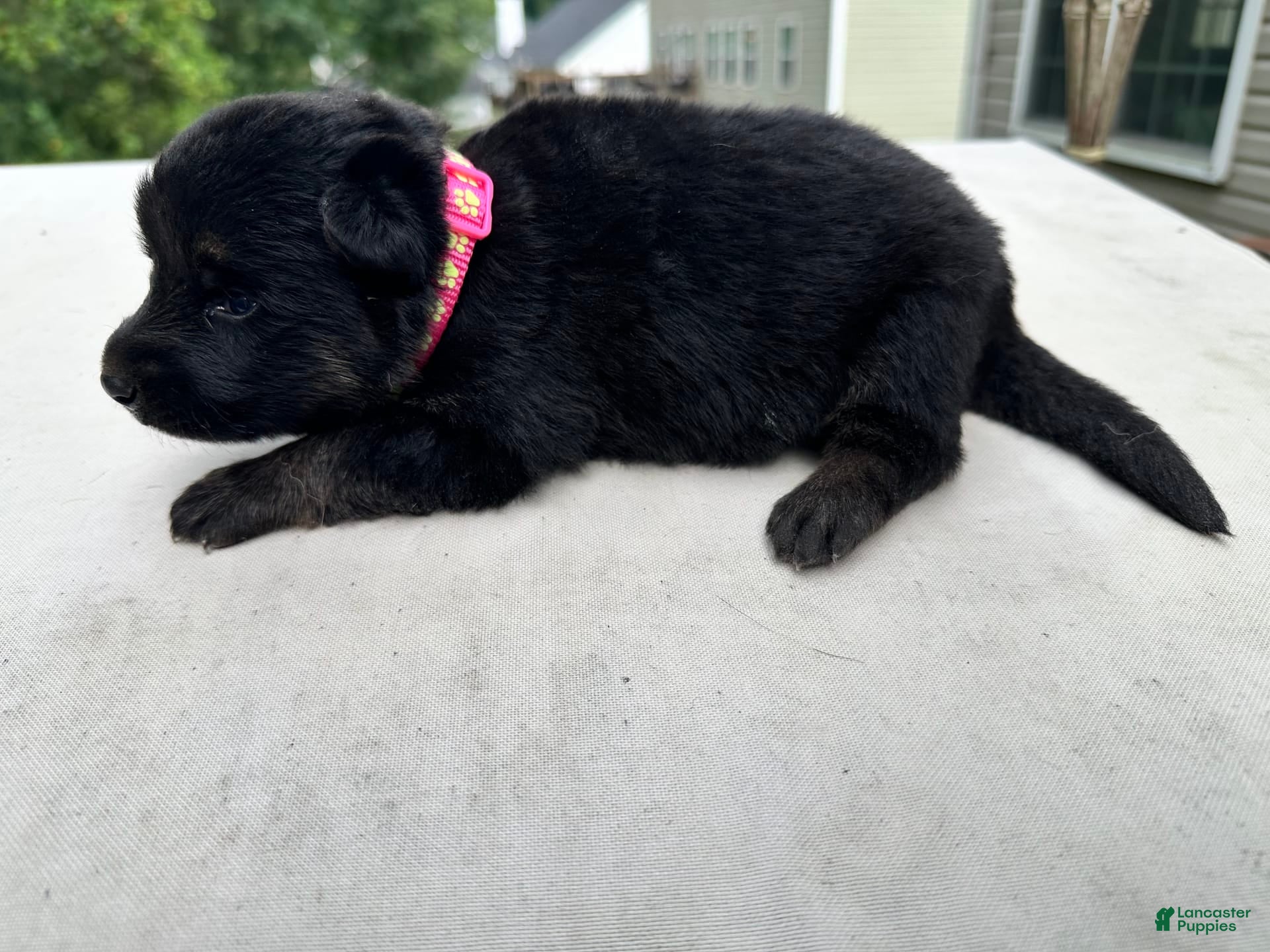 German Shepherd dogs Black Tan - Ad 10