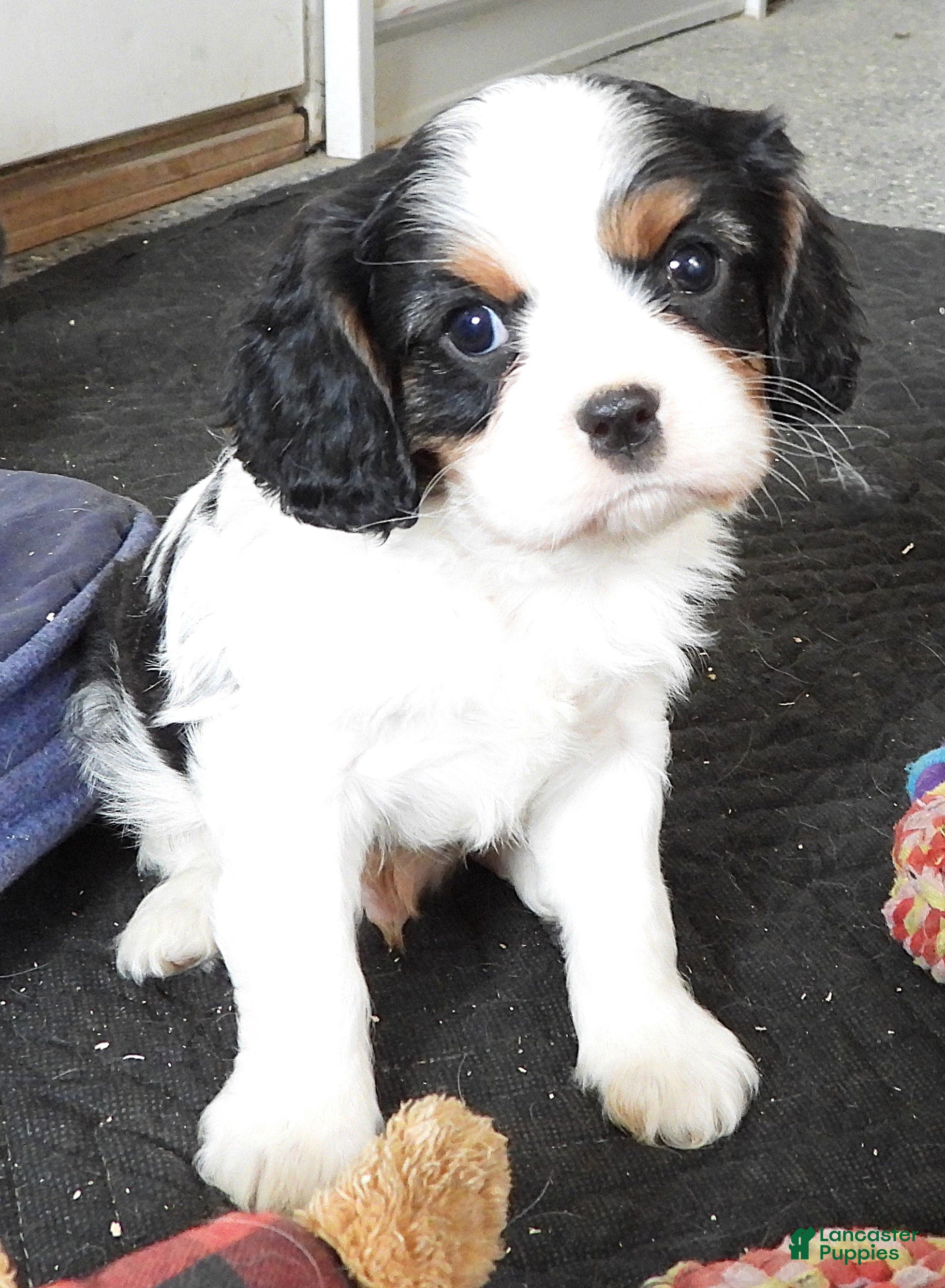 Cavalier King Charles Spaniel dogs #2 Male (Tiny's) - Ad 25