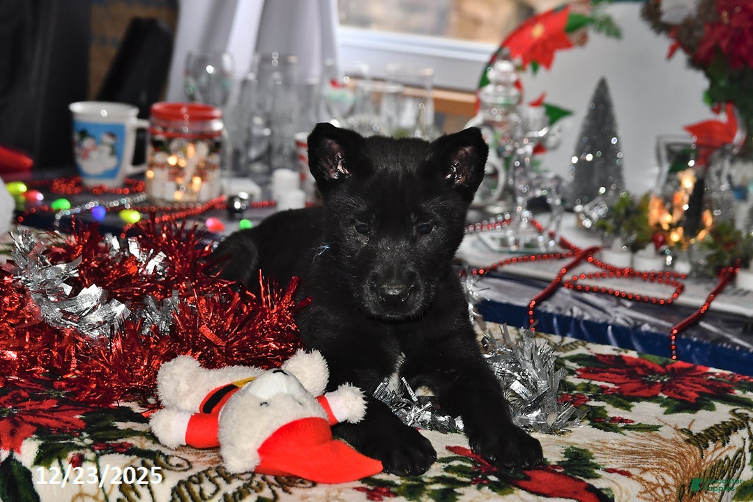 Belgian Malinois dogs for sale: Sarge - Ad 7