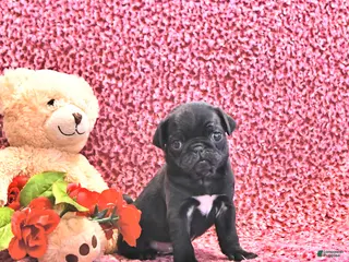 Mixed Breed dogs Echo - Ad 42