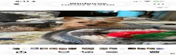 Yorkshire Terrier dogs for sale: Yorkshire Terrier 2  - Ad 5