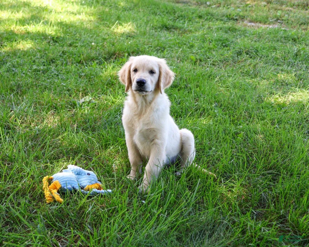Golden Retriever dogs for sale: Gilbert - Ad 1