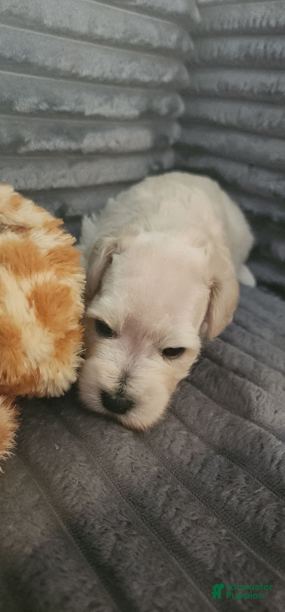 Miniature Schnauzer dogs for sale: Crystal  - Ad 1