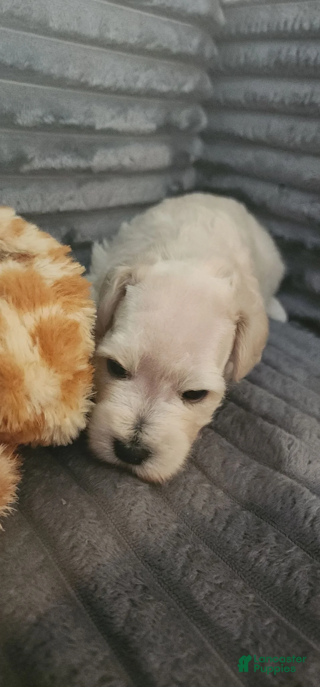 Miniature Schnauzer dogs for sale: Crystal  - Ad 1