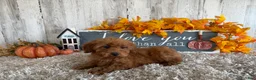 Toy Poodle dogs for sale: Polly - Ad 22
