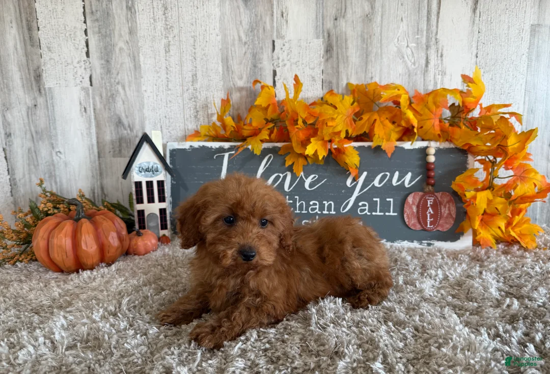 Toy Poodle dogs for sale: Polly - Ad 22
