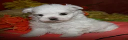 Maltese dogs for sale: Casper - Ad 8
