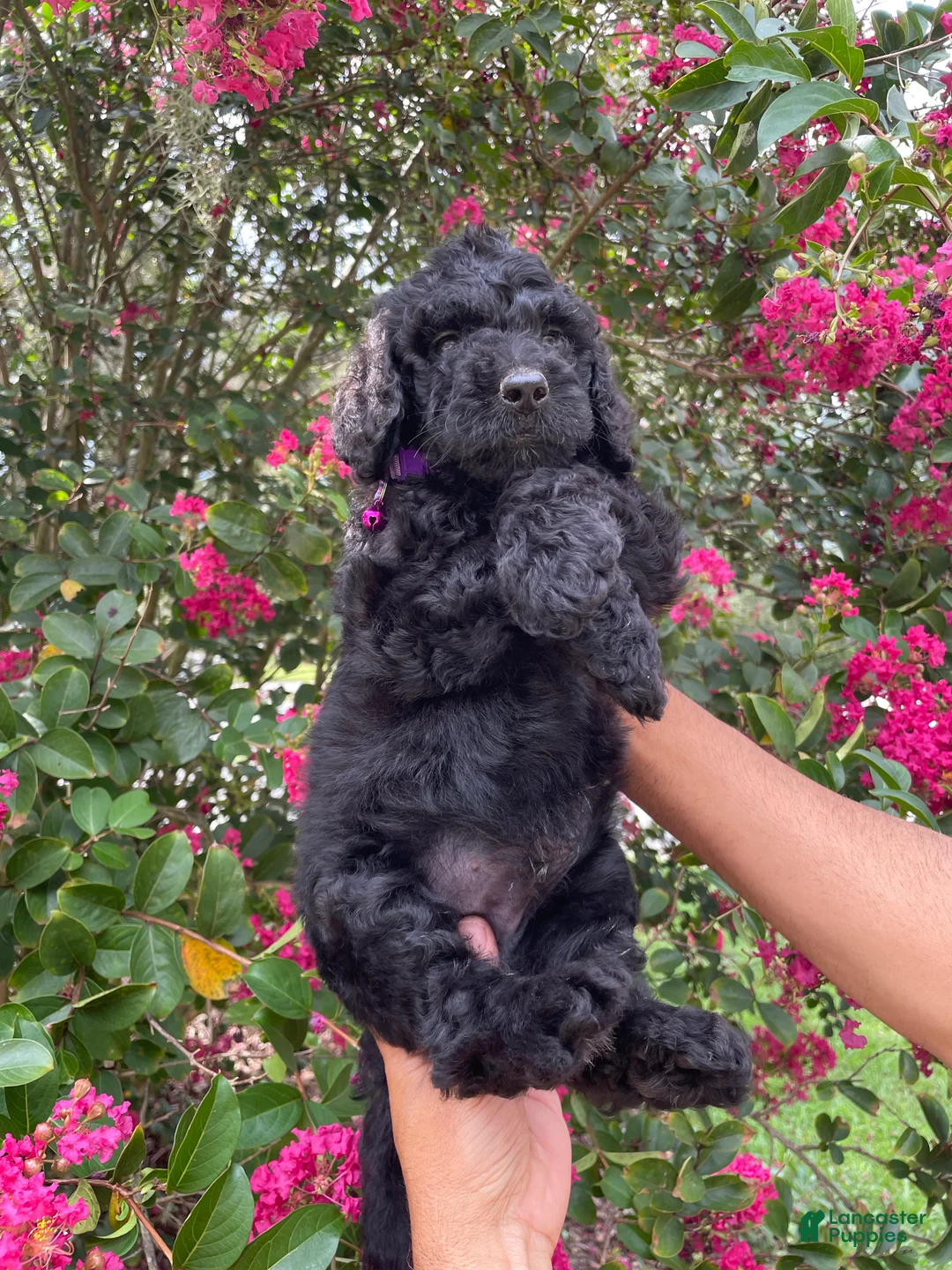 Goldendoodle dogs for sale: Rocco - Ad 1