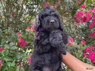 Goldendoodle dogs Rocco - Ad 12
