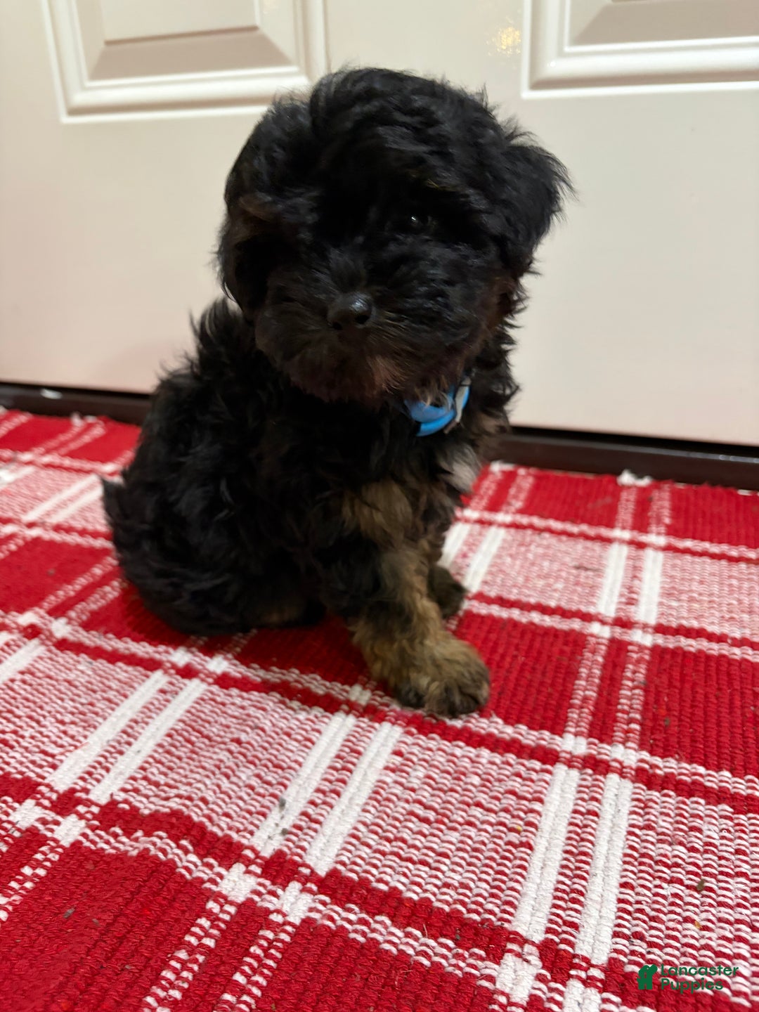 Maltipoo dogs for sale: Maltipoo Puppy 1 - Ad 7