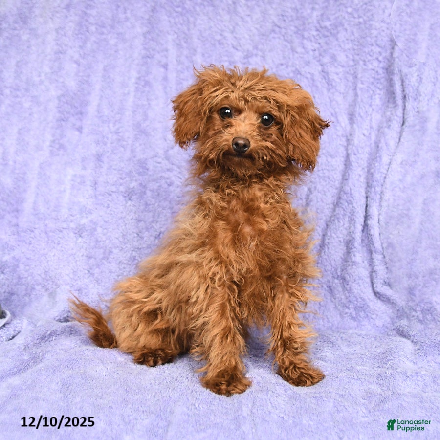 Toy Poodle dogs Max - Ad 22