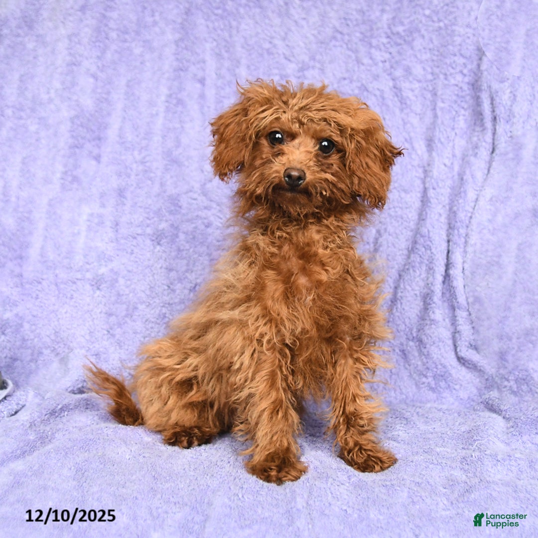 Toy Poodle dogs for sale: Max - Ad 1