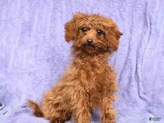 Toy Poodle dogs Max - Ad 40