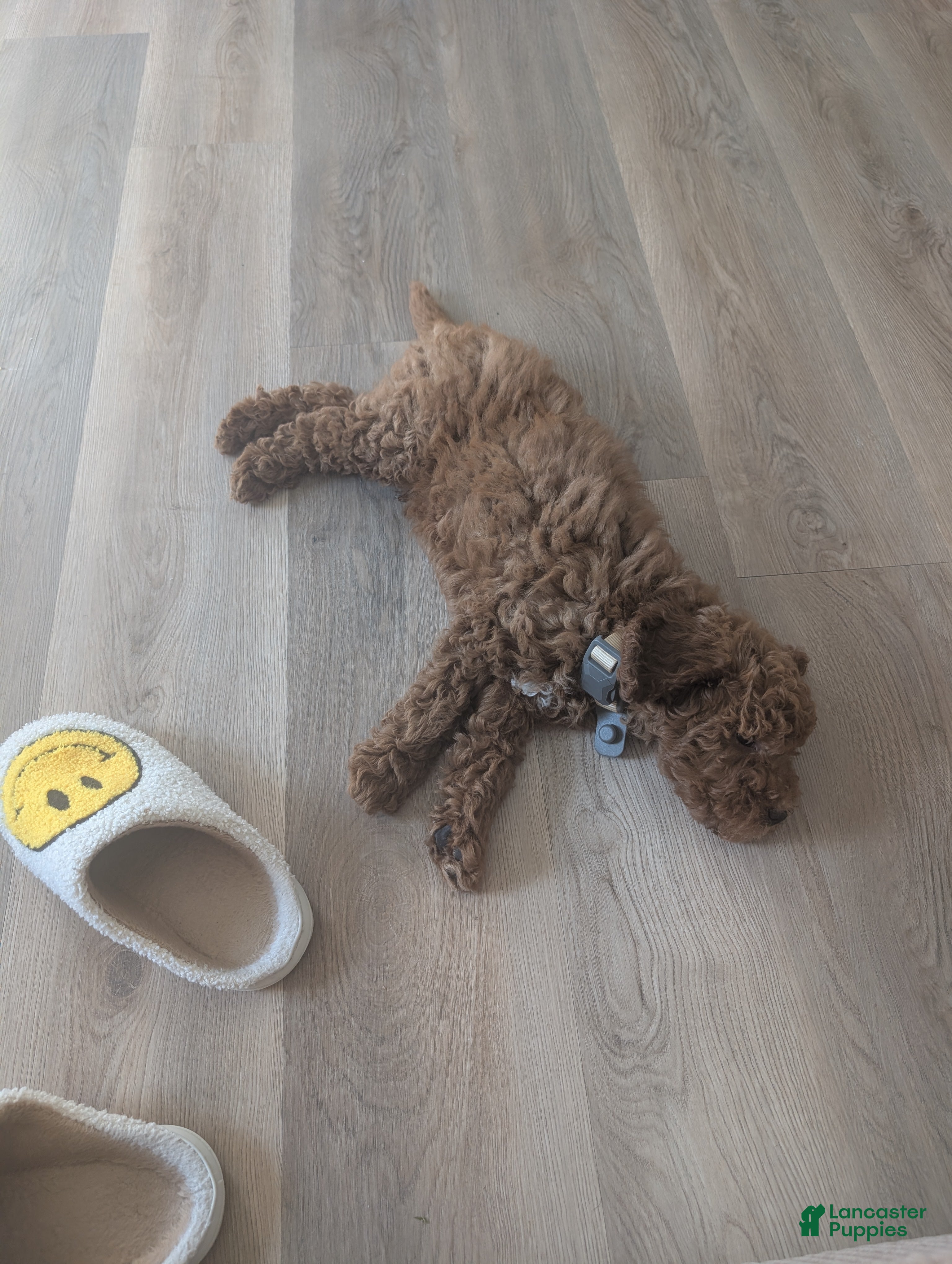Goldendoodle dogs Red Mini Goldendoodle for Sale - Ad 2