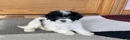 Havapoo dogs for sale: Norm - Ad 5