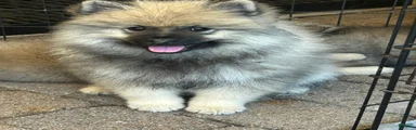 Willow 