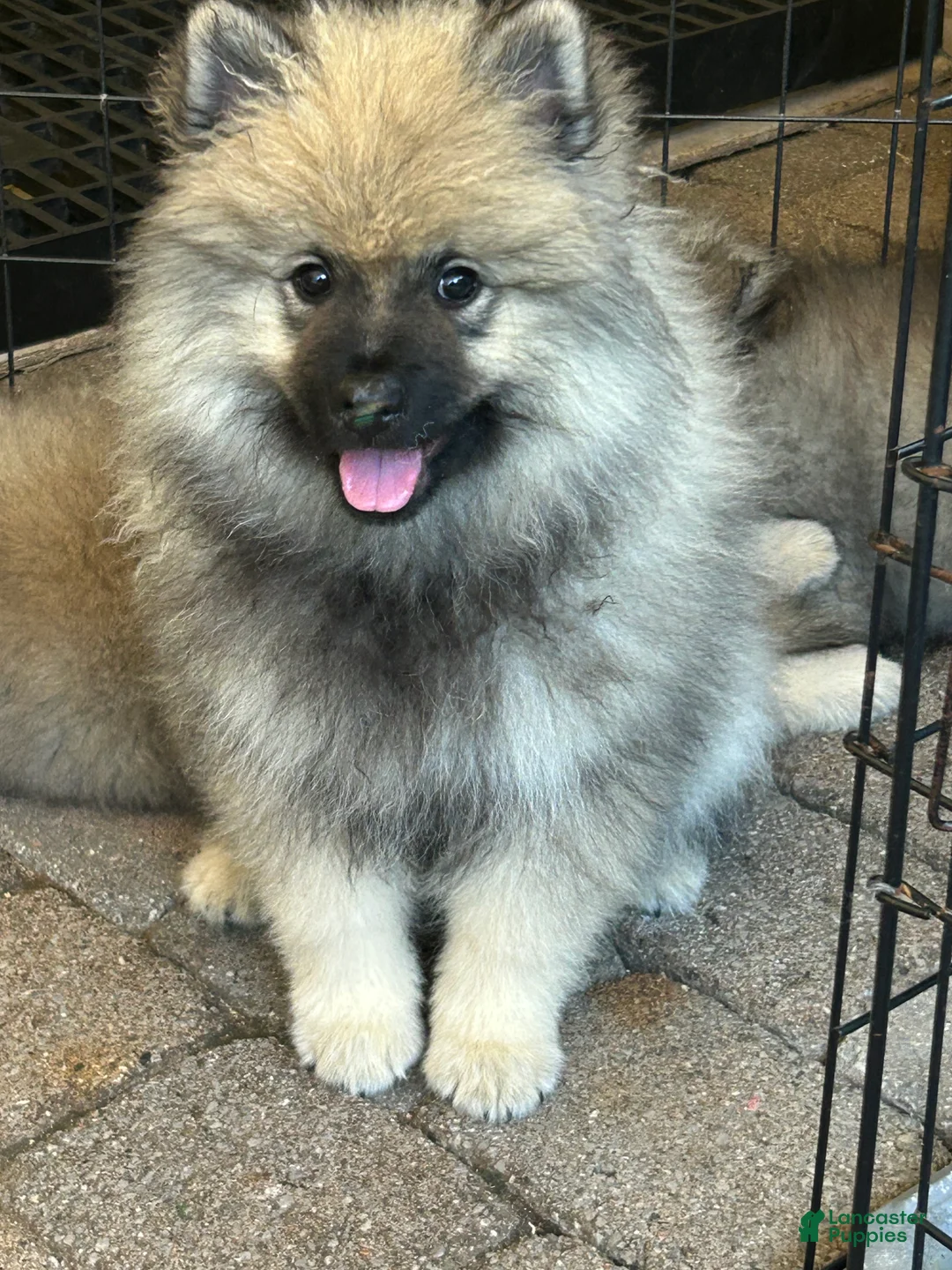 Keeshond dogs for sale: Willow  - Ad 1