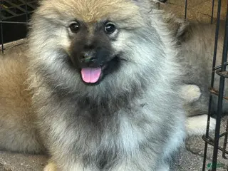 Keeshond dogs Willow - Ad 5