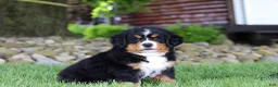 Bernese Mountain Dog dogs for sale: Suzie - Ad 5