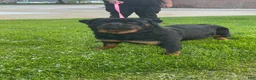 Rottweiler dogs for sale: Rottweiler Puppy 3 - Ad 7