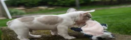 French Bulldog dogs for sale: Axel (Platinum with Blue Eyes) 💙🐾 - Ad 11