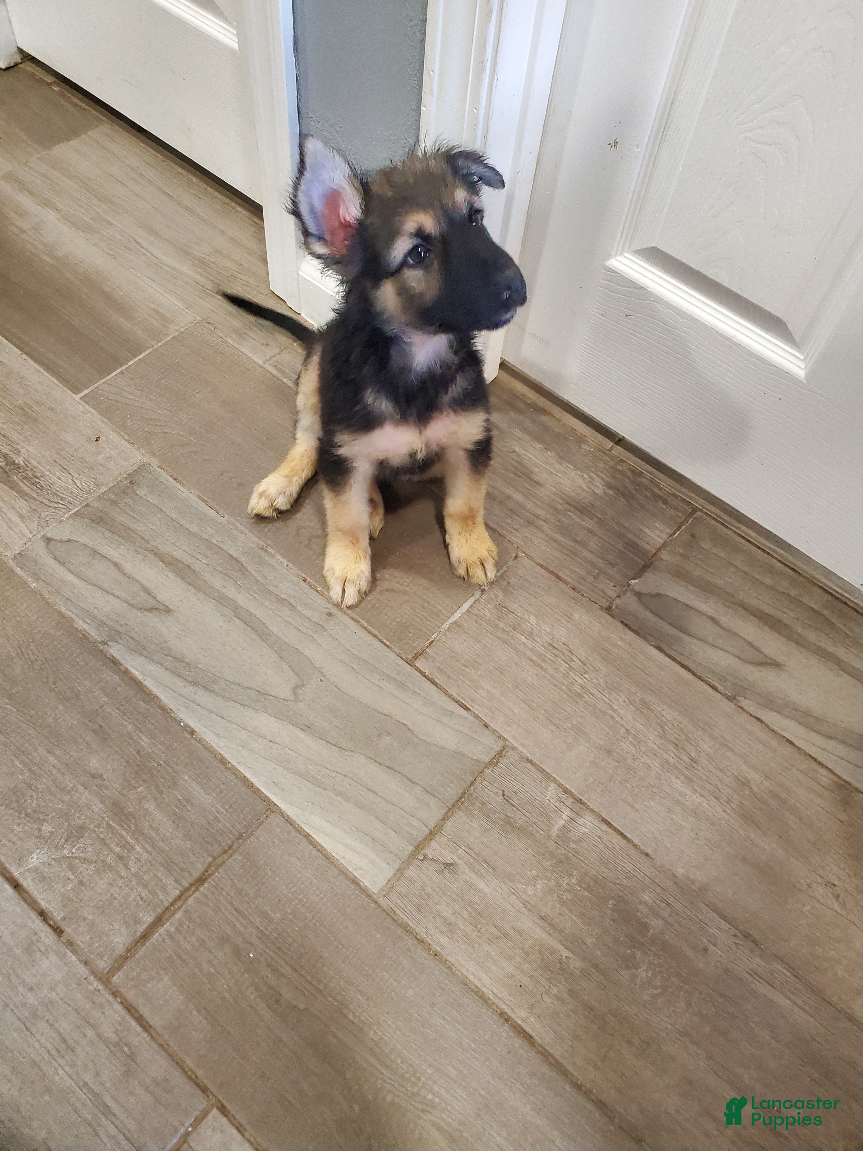 German Shepherd dogs German Shepherd Puppy 3 - Ad 7