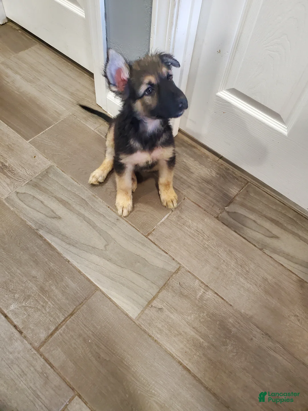 German Shepherd dogs for sale: German Shepherd Puppy 3 - Ad 1