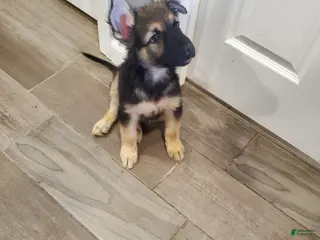 German Shepherd dogs German Shepherd Puppy 3 - Ad 5