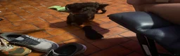 Mini Aussiedoodle dogs for sale: Mini Aussiedoodle 3 - Ad 3
