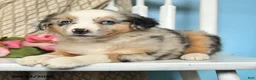 Miniature Australian Shepherd dogs for sale: Polly - Ad 4
