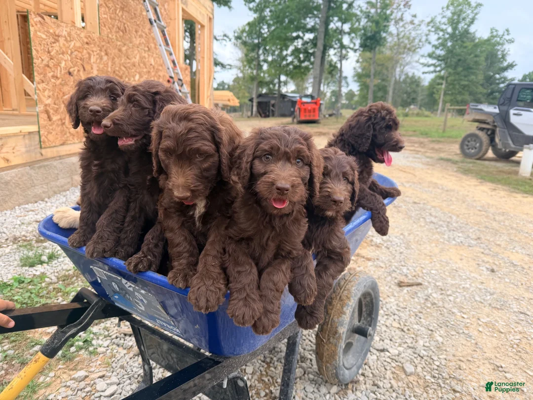 Goldendoodle dogs for sale: Hershey - Ad 15