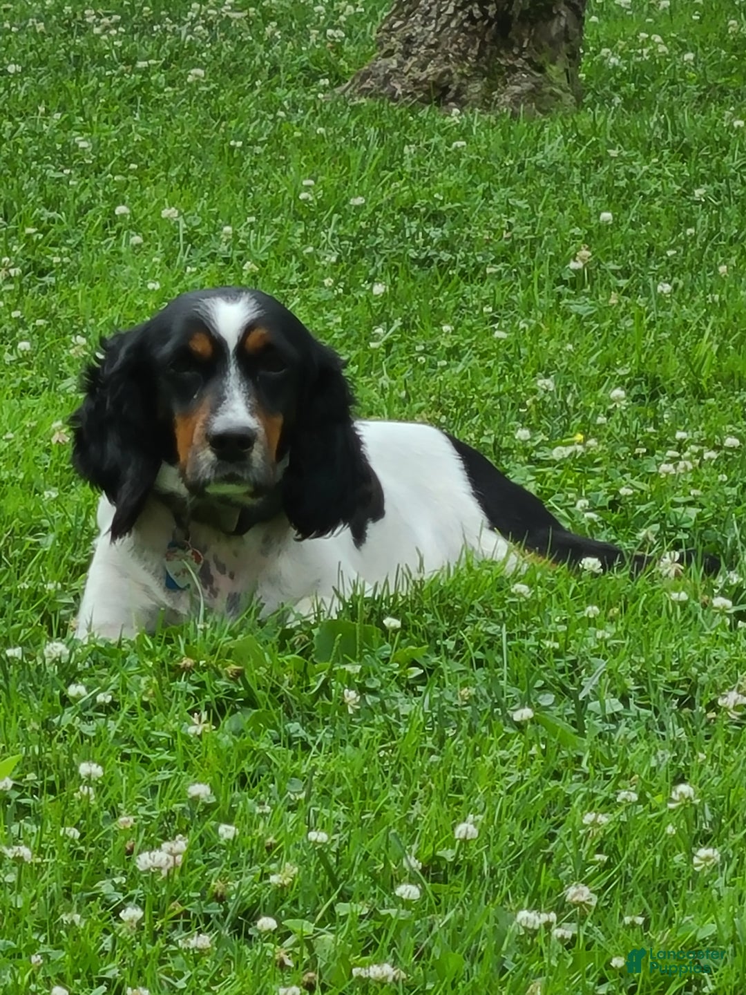 English Springer Spaniel dogs for sale: Marc - Ad 6
