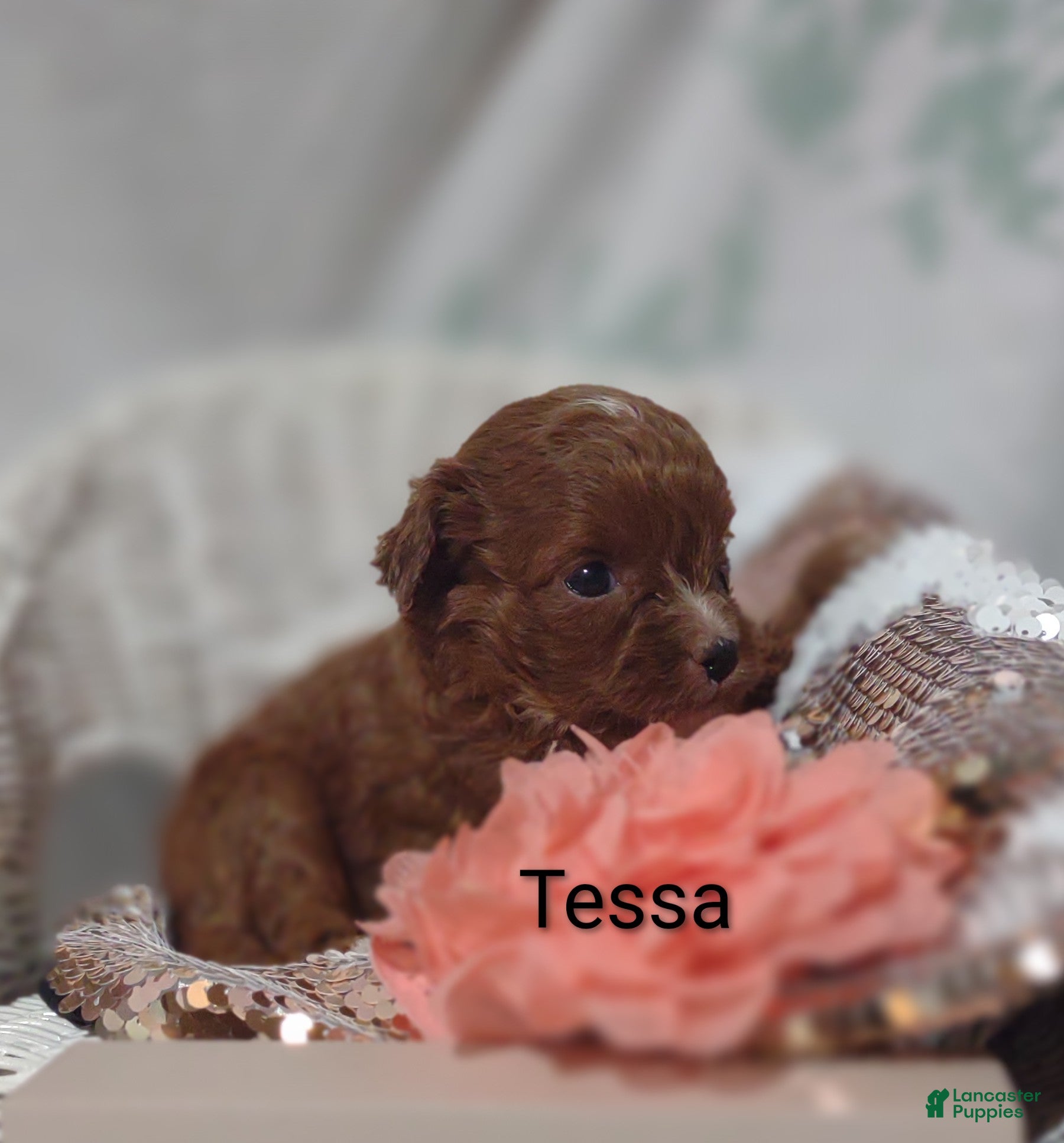 Cavapoo dogs Cavapoo 4 Tessa - Ad 1