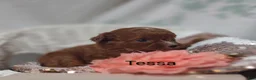 Cavapoo dogs for sale: Cavapoo 4 Tessa - Ad 1