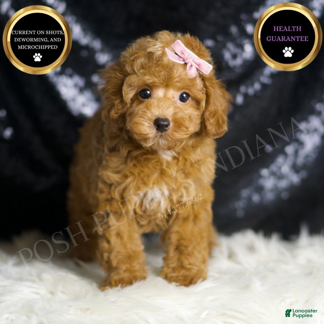 Toy Poodle dogs Patience - Ad 1