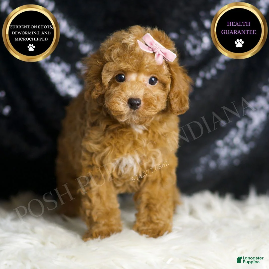 Toy Poodle dogs for sale: Patience - Ad 1