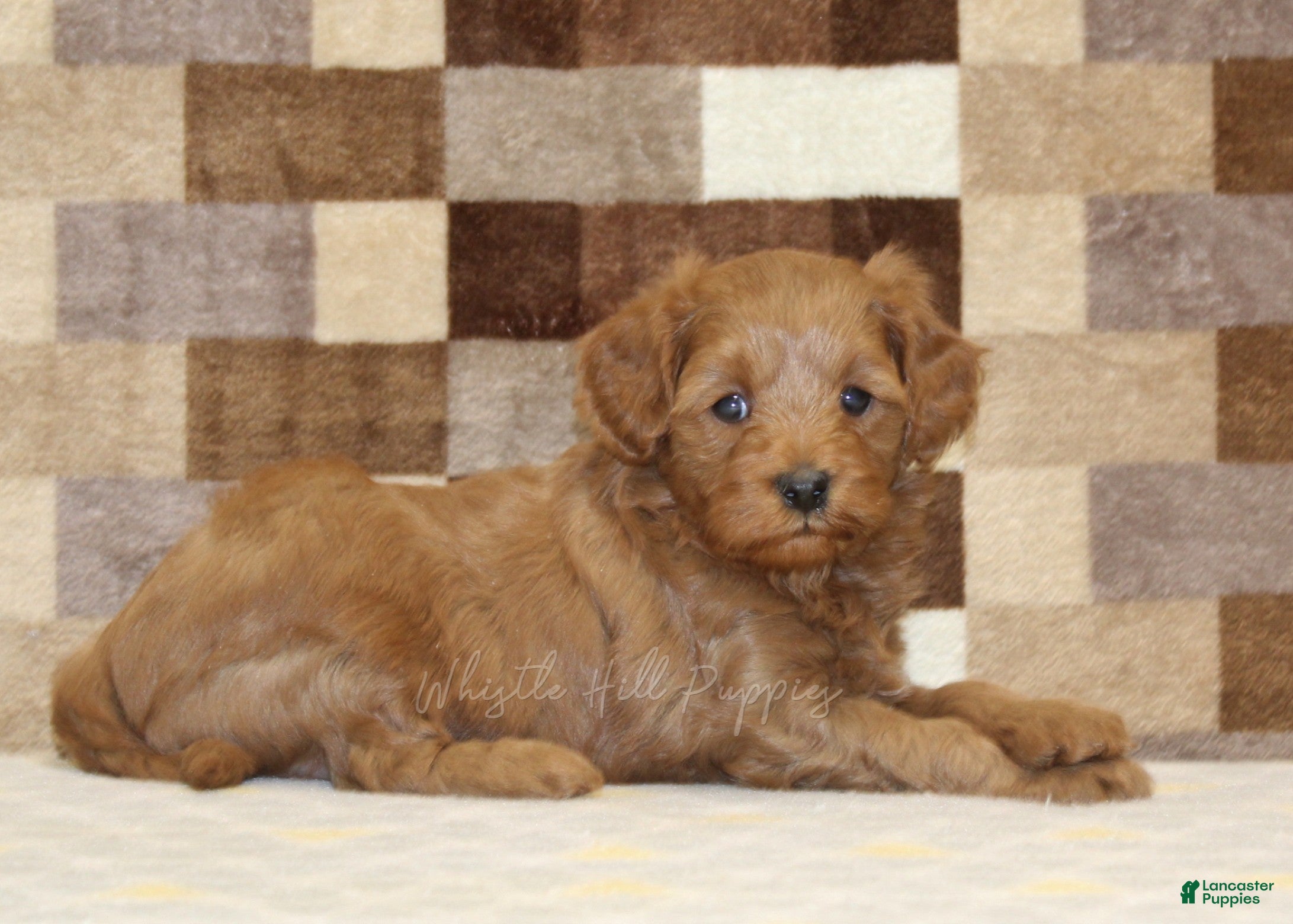 Cavapoo dogs Oscar - Ad 2