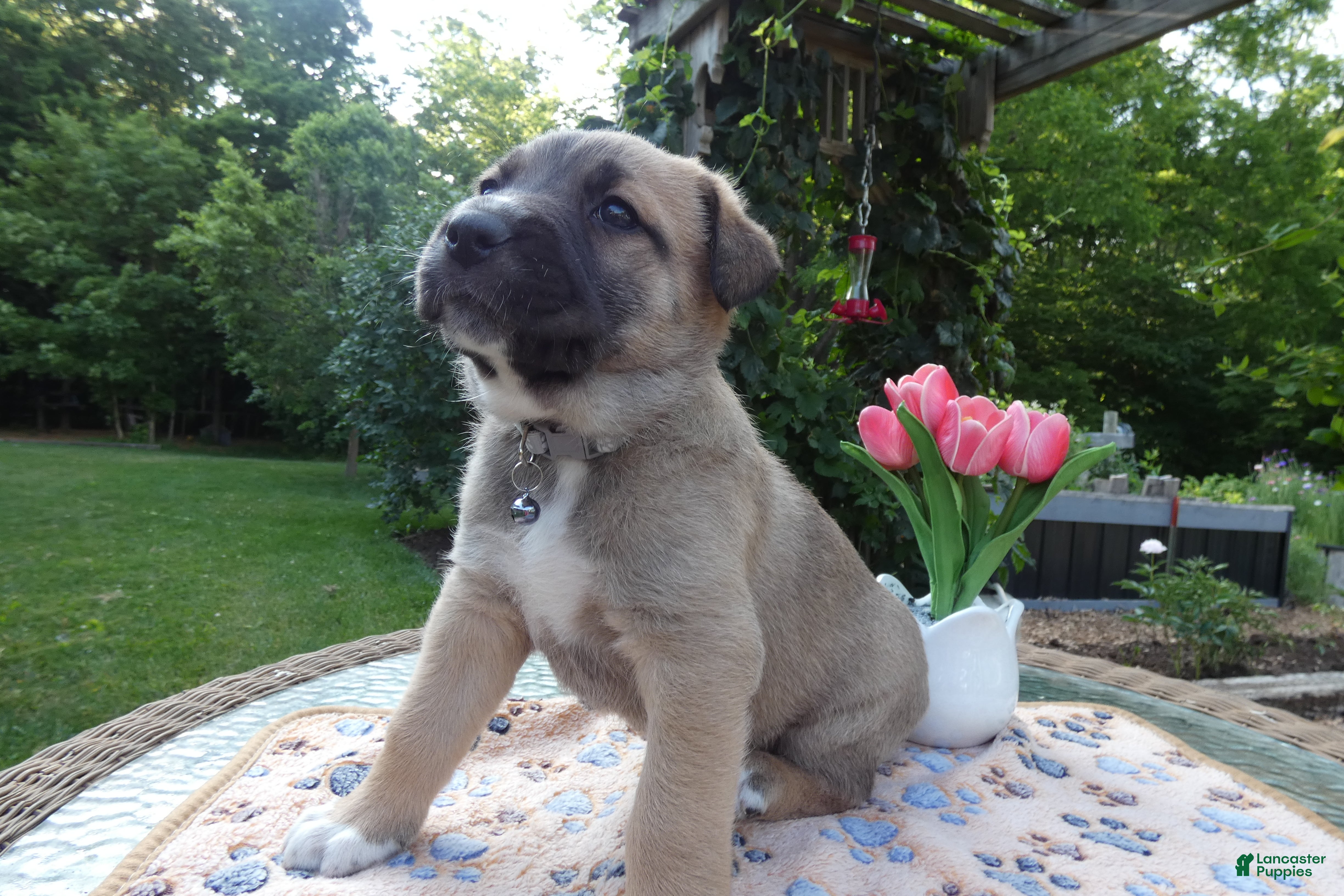 Cane Corso dogs Cane Corso Puppy 1 Sampson - Ad 7