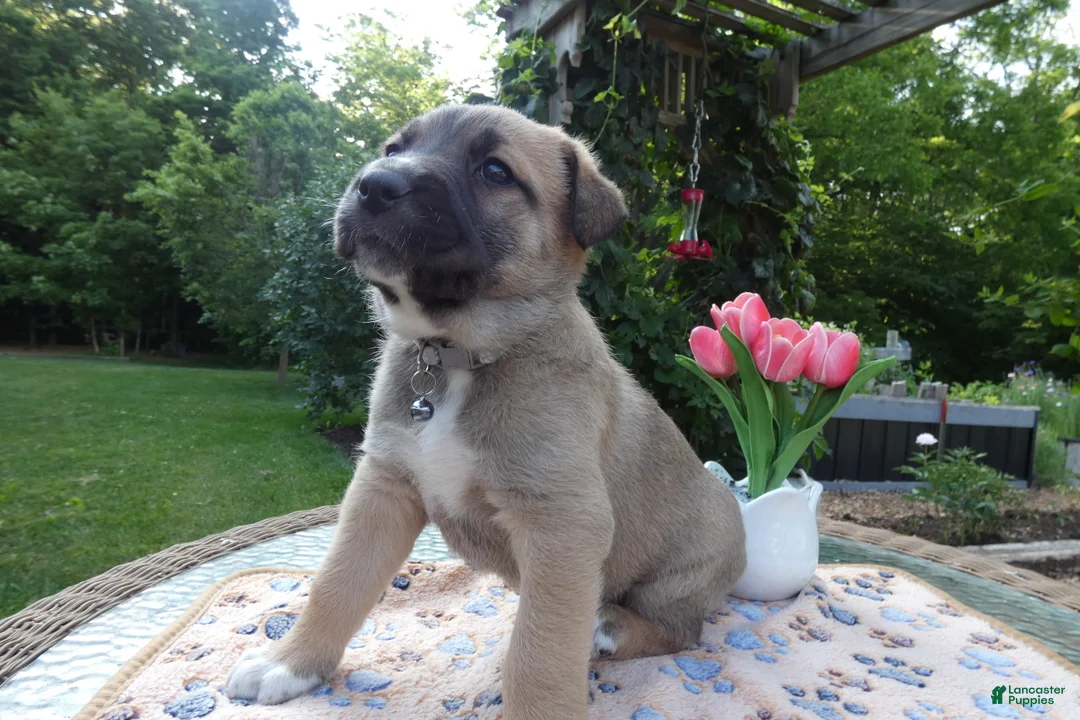 Cane Corso dogs for sale: Cane Corso Puppy 1 Sampson - Ad 1