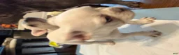 French Bulldog dogs for sale: French Bulldog 1 - Ad 10