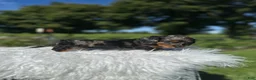 Miniature Dachshund dogs for sale: Carly  - Ad 8