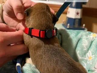 Boxer dogs Red Male - Ad 13