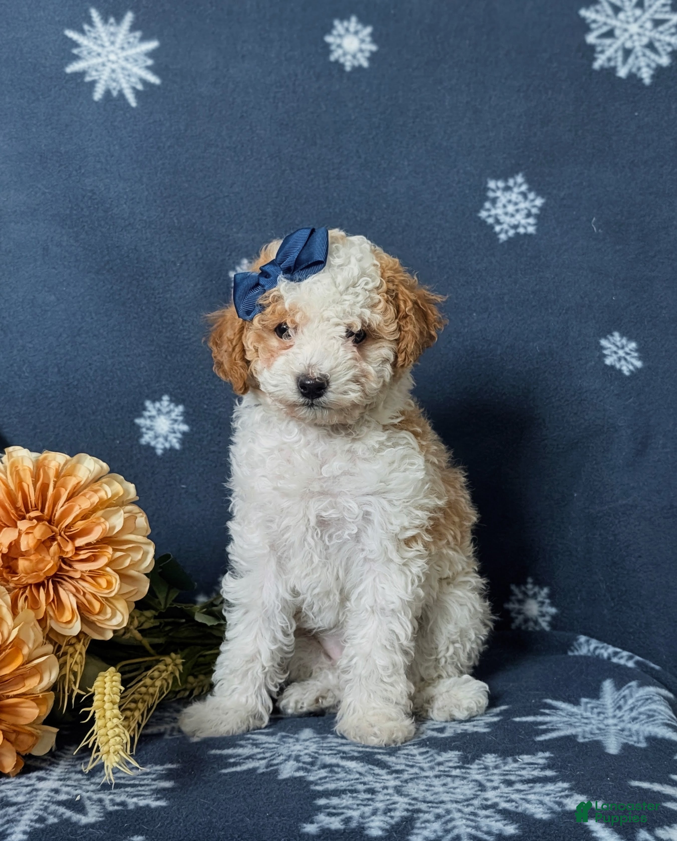 Toy Poodle dogs Giselle - Ad 36