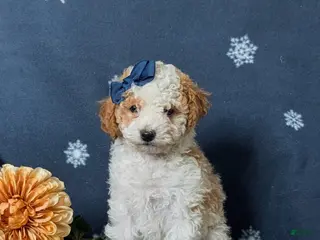 Toy Poodle dogs Giselle - Ad 36