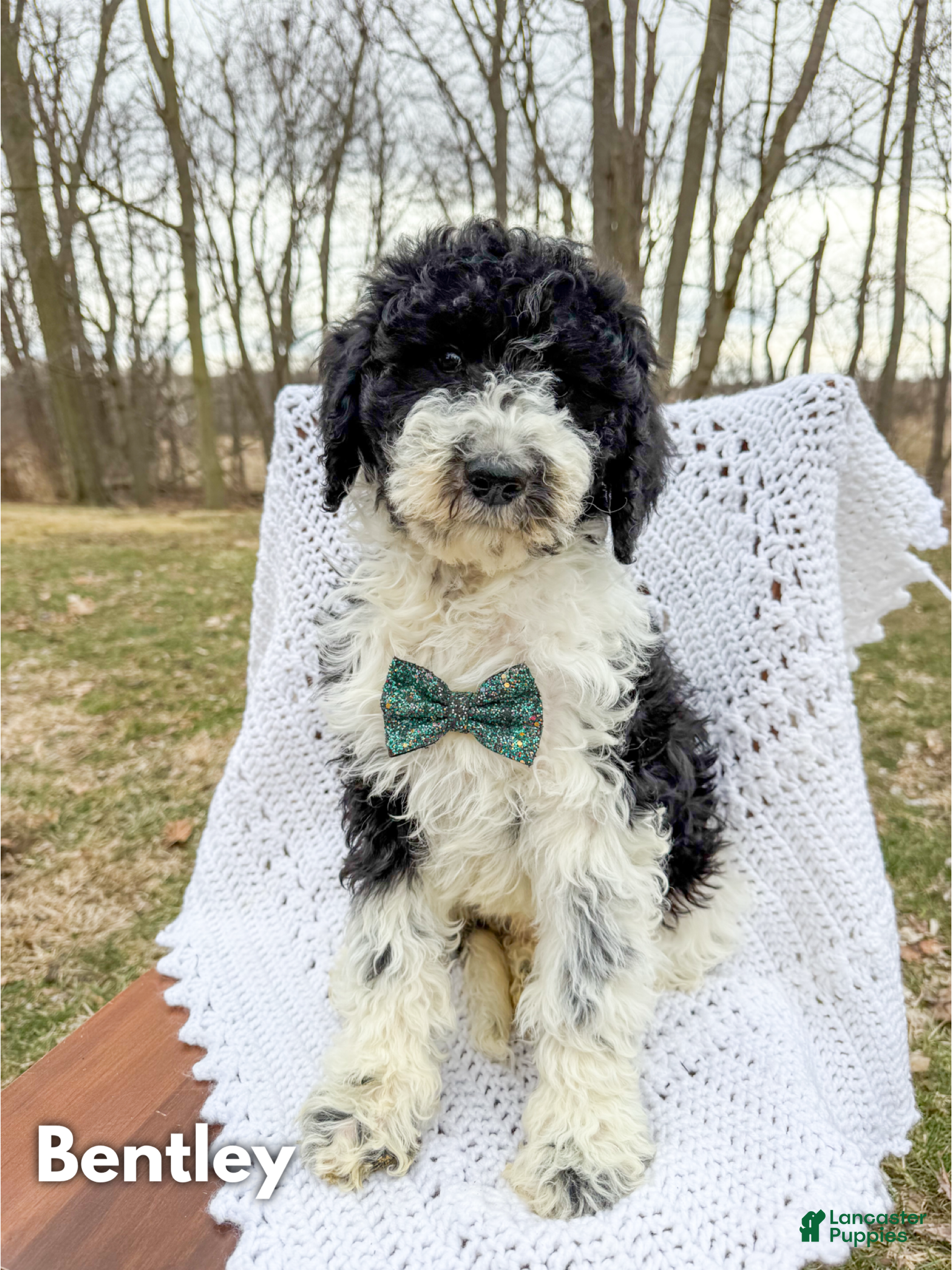 Saint Berdoodles dogs Bentley - Ad 1