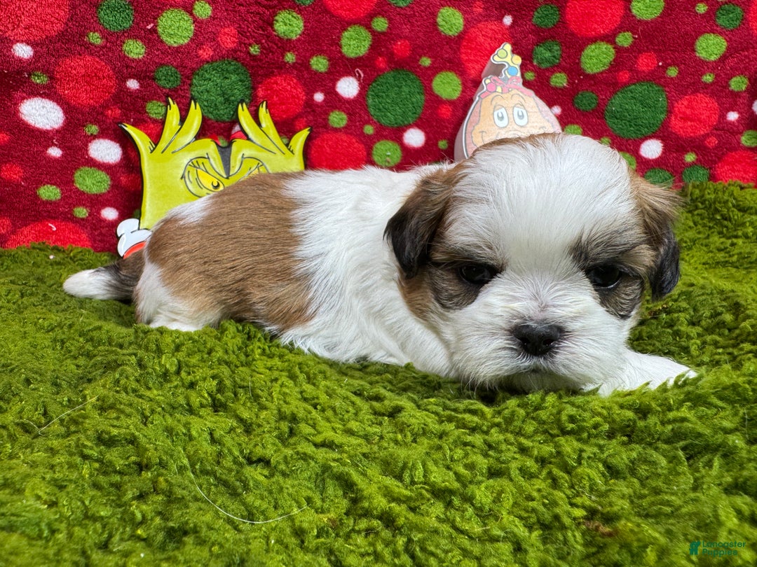Shih Tzu dogs for sale: Shih Tzu Puppy 1 - Ad 2